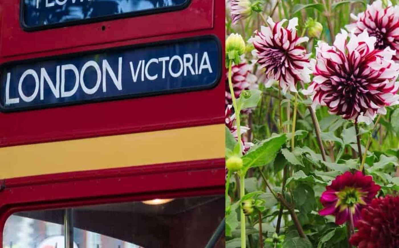 Chelsea Flower Show