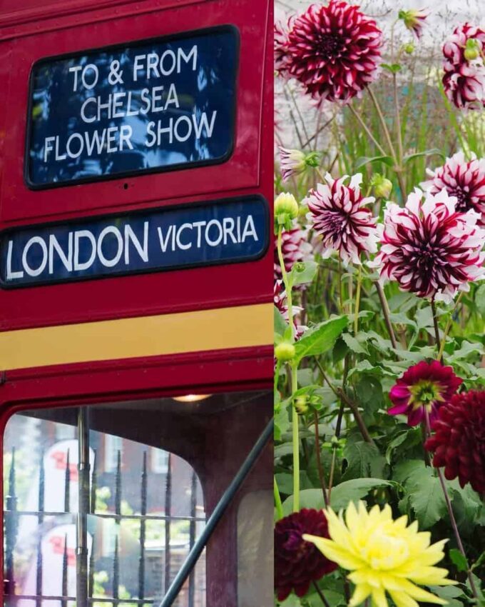 Chelsea Flower Show