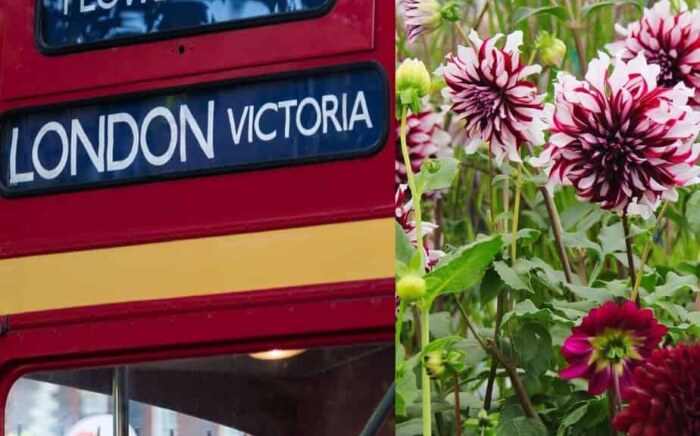 Chelsea Flower Show