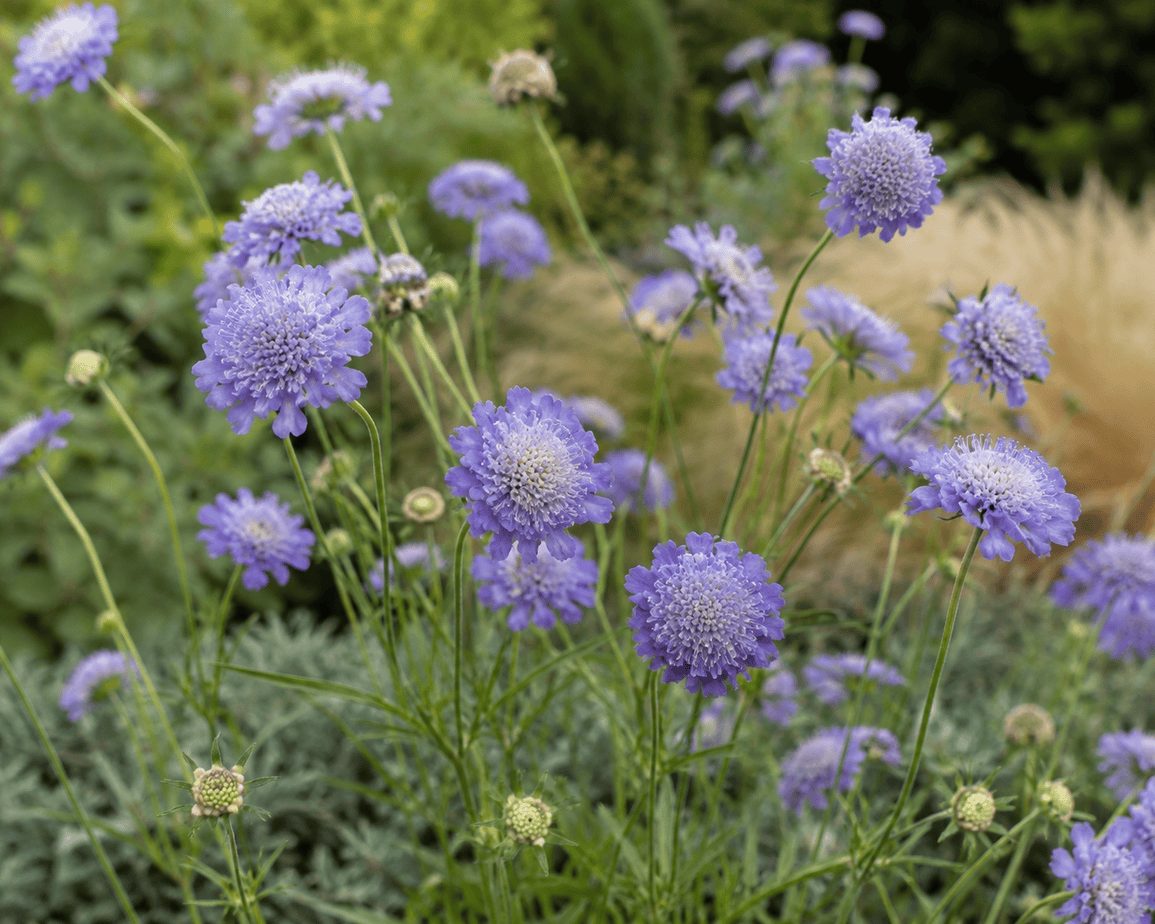 scabiosa blue lace is a long flowering perennial